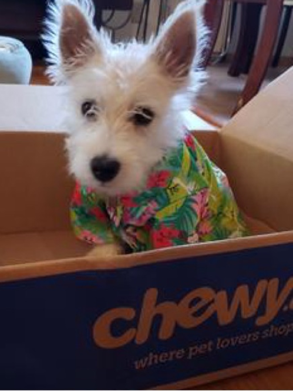 🆕 DISNEY Mickey Mouse Hawaiian Shirt For Dogs SIZE MEDIUM (10-22pounds) - Picture 4 of 9